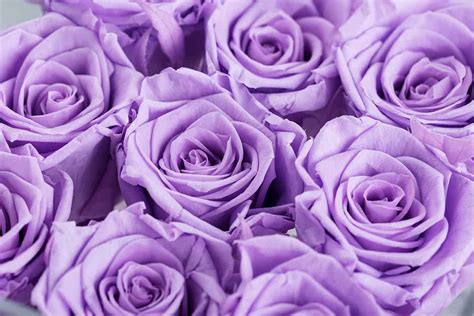 rose violet color